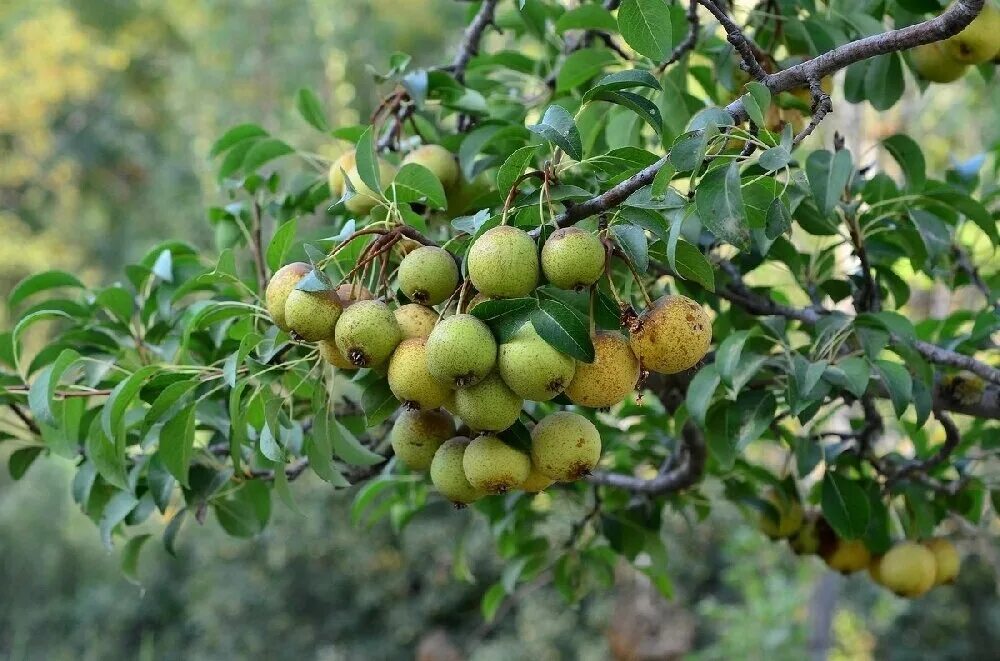 Лесная груша дичка. Дикая груша дичка. Груша Лесная Pyrus. Груша дичка дерево.