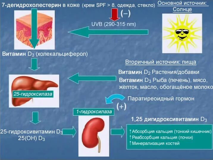 Витамин д в эндокринологии. Дефицита витамина д онкология. Раковые клетки витамин д. Показания для назначения витамина д. Онкобольным можно витамины