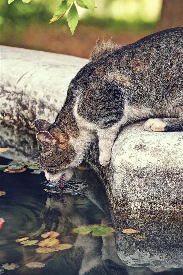 Кот в воде. Рыбки для кошек. Котик с рыбой. Котик из воды.