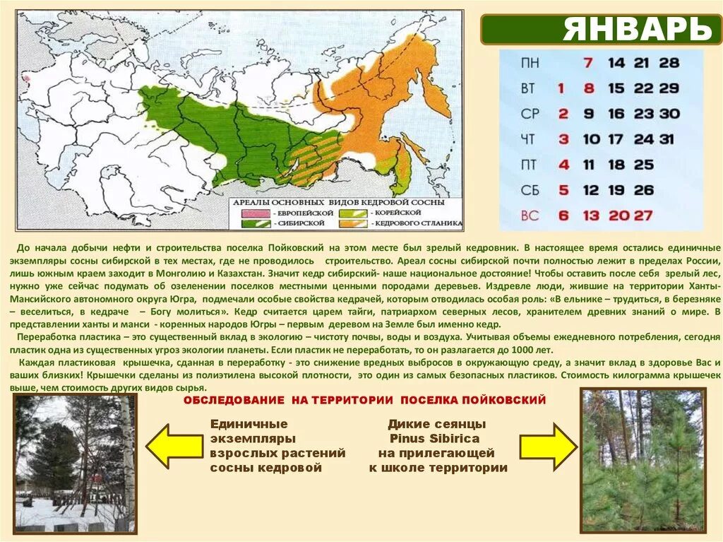 Лиственница сибирская ареал. Ареал распространения кедра Сибирского. Ареал сосны. Ареал сосны сибирской. Ареал сосны кедровой.