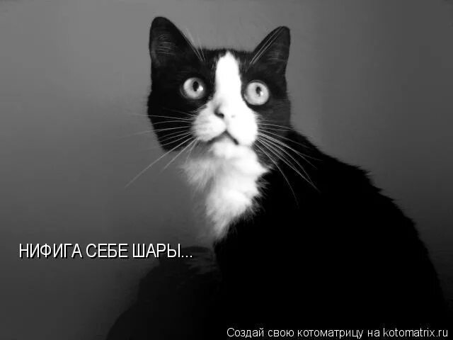 Нифига там. Смешные фото со словами. Да нифига подобного. Нифига там. Похож мем.