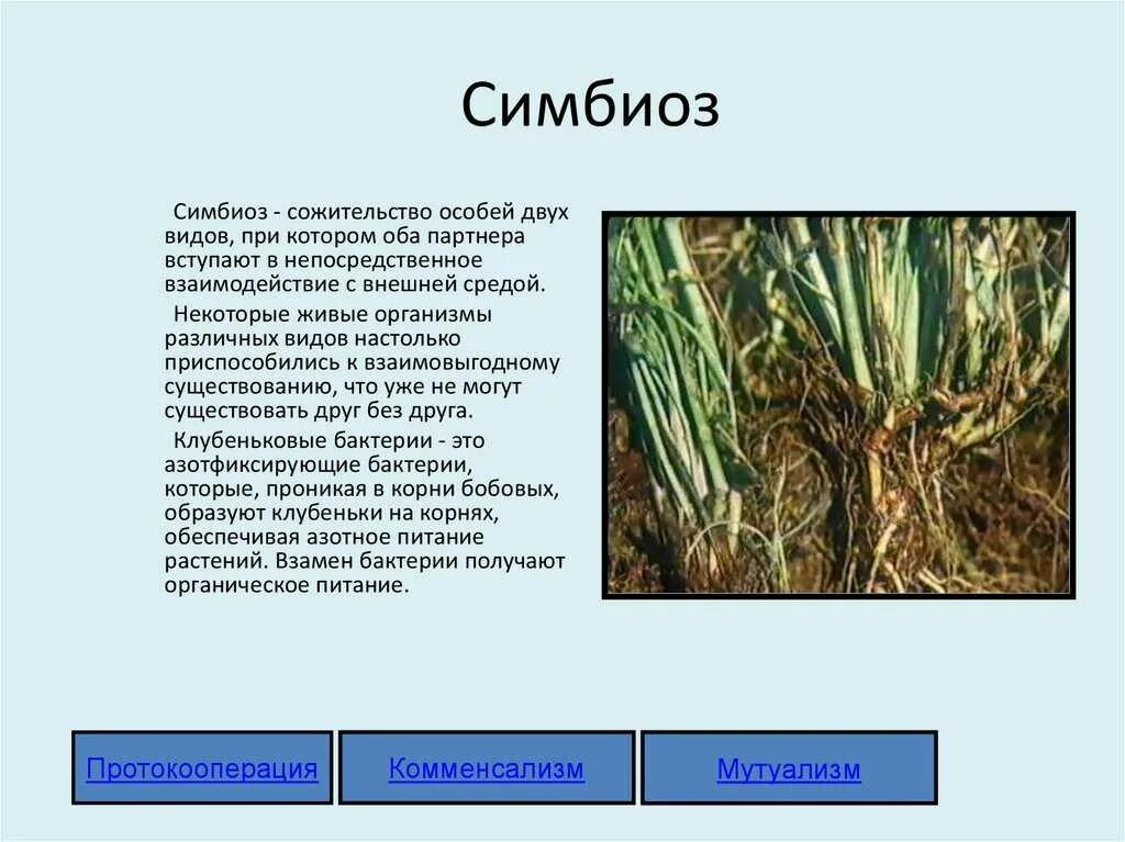 Примеры симбиоза у растений. Растения симбионты. Растения симбионты примеры. Симбиотические организмы примеры. Симбиотические отношения растений.