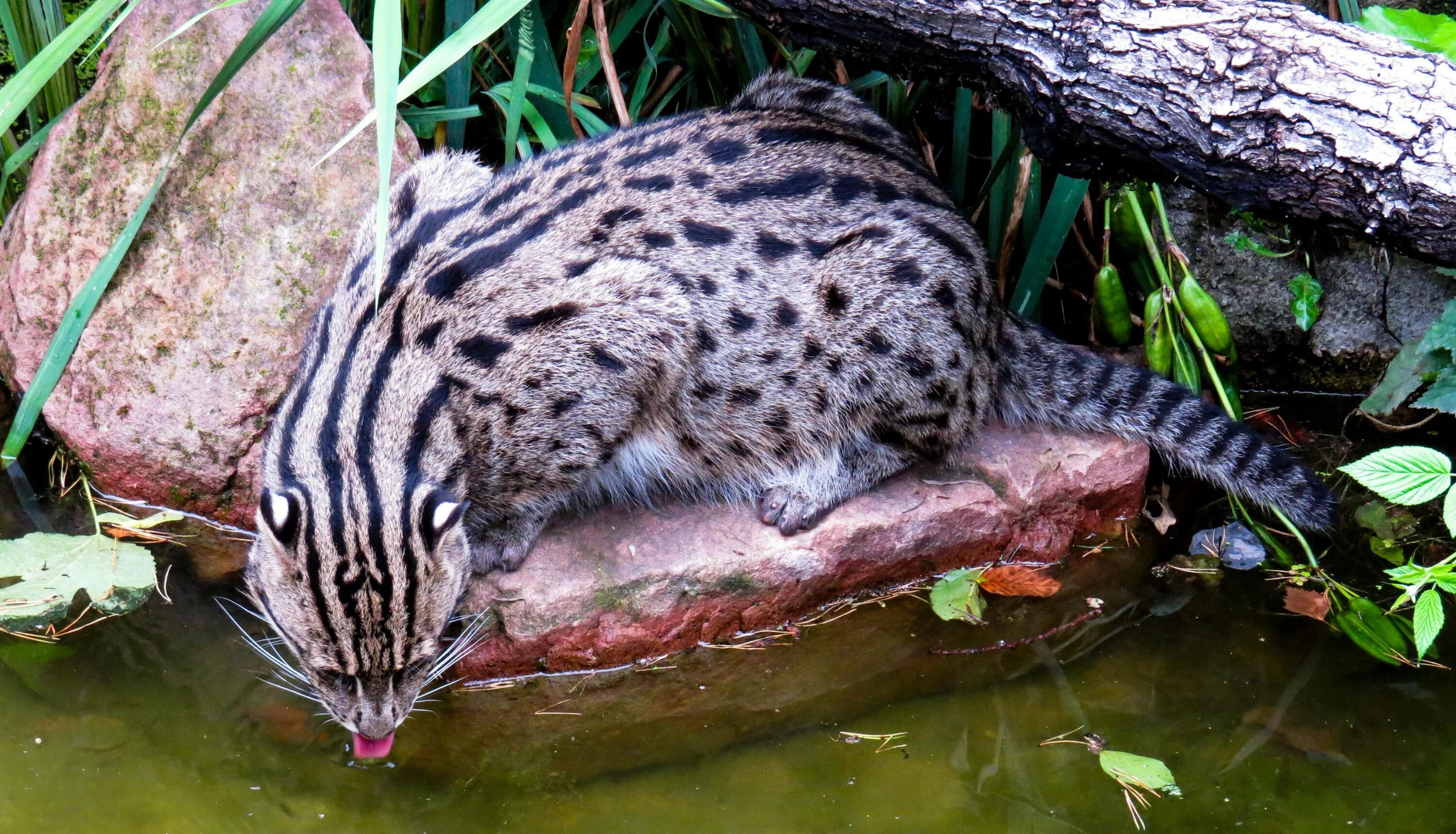 Виверровый кот рыболов. Рыбный кот. Виверровый кот рыболов фото. Дикий виверровый кот рыболов. Рыбный кот.