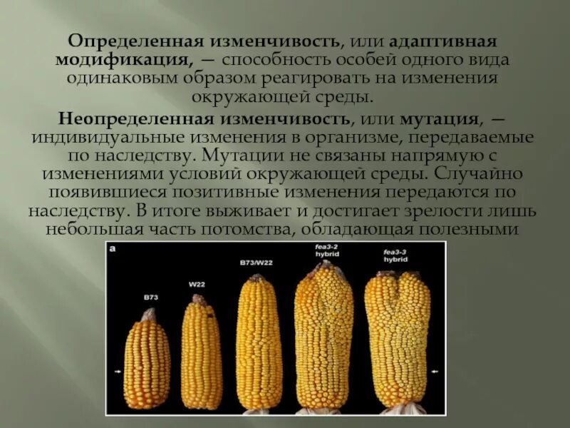 Неопределенная изменчивость носит массовый характер. Определенная изменчивость. неопределенная изменчивость. групповая изменчивость. определенная и неопределенная изменчивость.