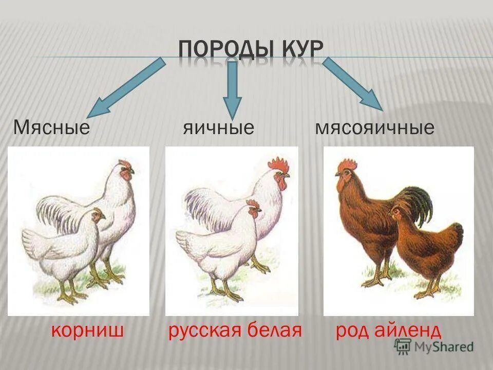 Название пород кур несушек. Породы кур несушек таблица. Породы кур с названиями. Породы кур мясо-яичного направления. Породы кур мясочичного направления.