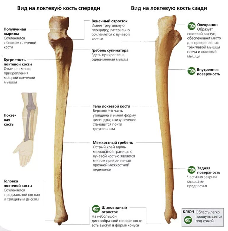 Отличить кость. Строение проксимального эпифиза локтевой кости. Локтевая кость кость строение. Локтевая кость гребень супинатора.