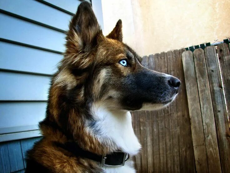 File:German shepherd rose.jpg - Wikimedia Commons