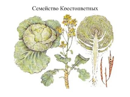 Листья капустных растений