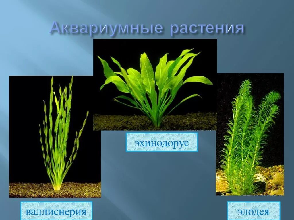 Какие организмы живут в аквариуме биология 5. Валлиснерия натанс. Элодея и Валлиснерия. Элодея аквариумное растение. Валлиснерия спиральная Vallisneria spiralis - куст.