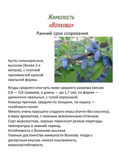 Жимолость волшебница описание сорта. Жимолость сорт фиалка. Жимолость сорт синяя птица. Жимолость съедобная фиалка. Ягода кустарник жимолость.