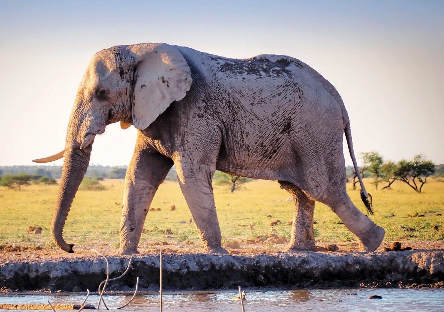 An elephant can run. Слон. Африканский слон и пчелы. Слон и мышь фото. Белые слоны.