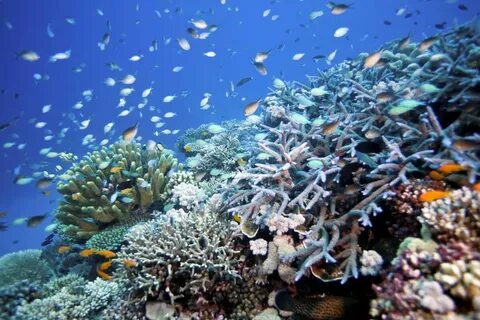 Great Barrier Reef Not Granted Endangered Status After Australia Lobbied Ag...