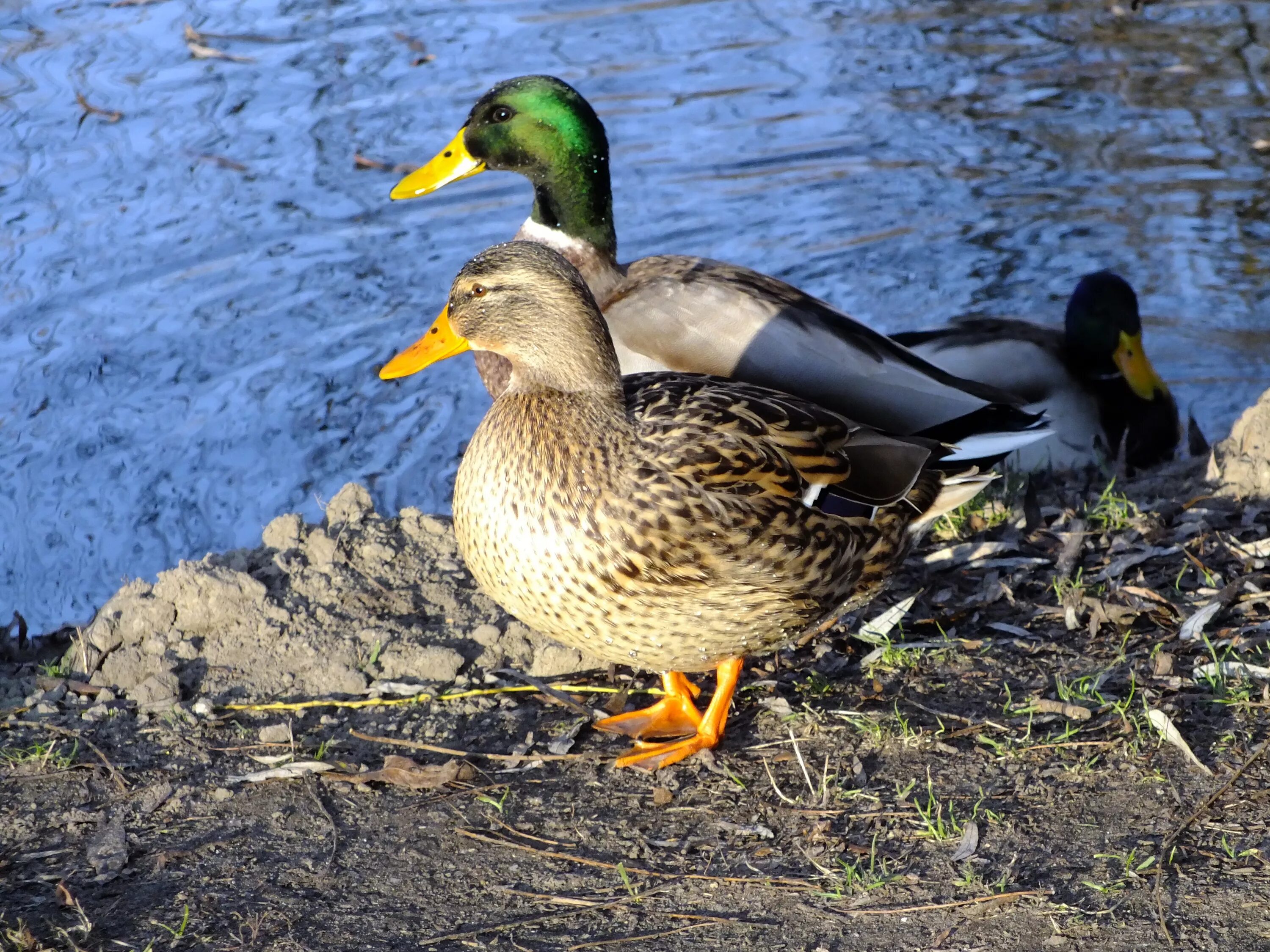 Duck source. Кряква утка. Утка кряква селезень. Дикие утки кряквы. Дикая обыкновенная утка кряква.