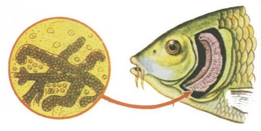 Патология жабер у человека. Бранхиомикоз рыб возбудитель. Бранхиомикоз аквариумных рыбок. Бранхиомикоз рыб карповых.