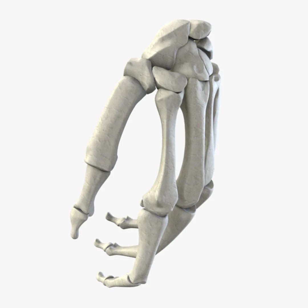 Bone 3d