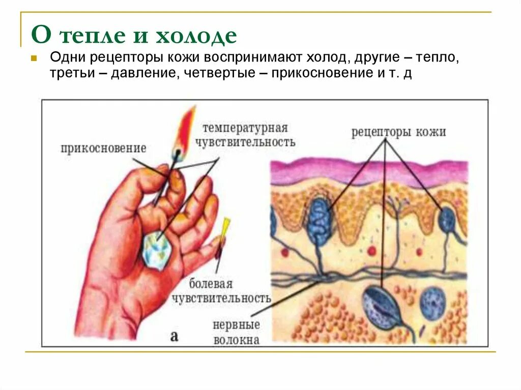 Схема строения органа осязания кожа. Орган осязания кожа схема. Рецепторы осязания. Орган осязания строение и функции.