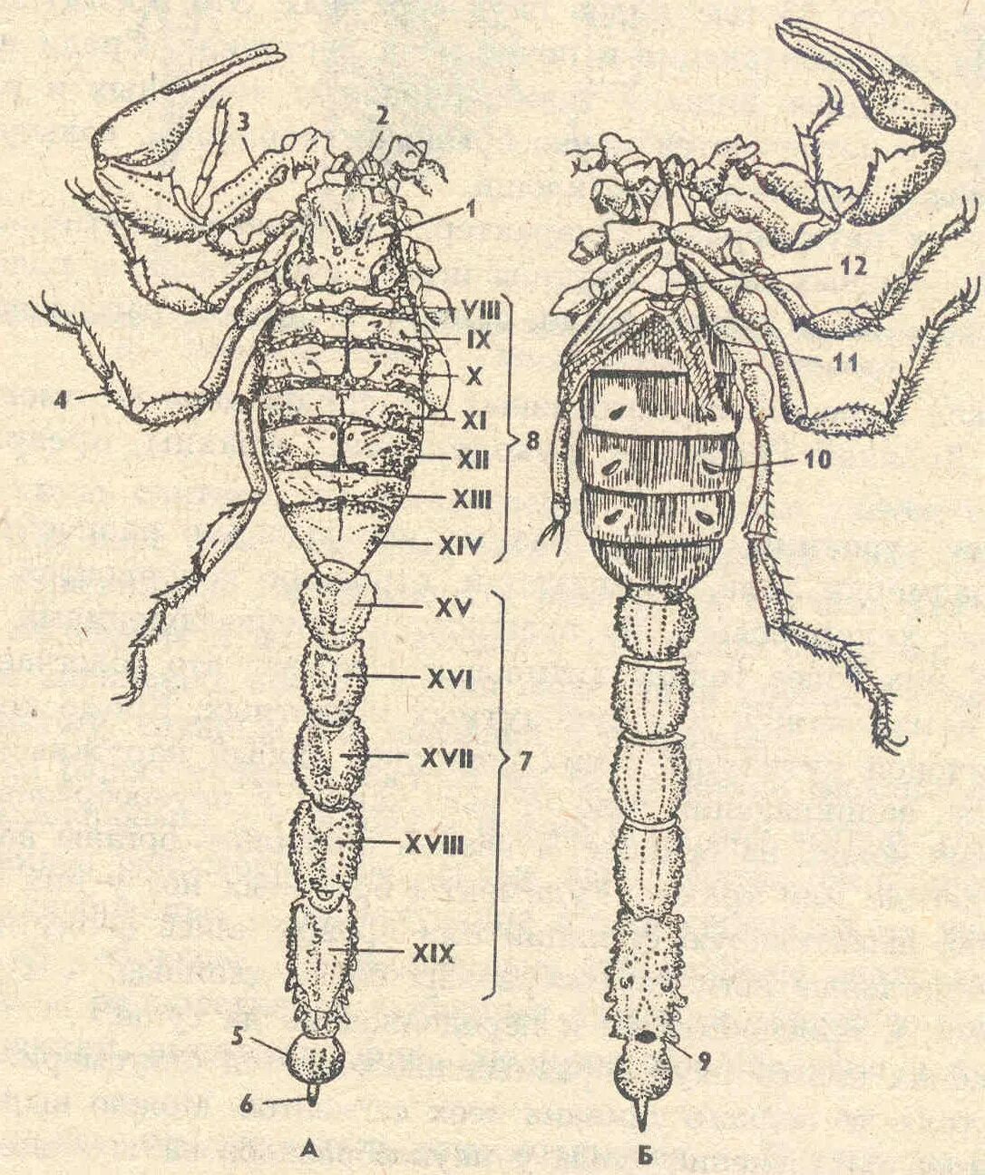 Скорпион Buthus eupeus строение. Строение скорпиона с брюшка. Buthus eupeus строение. Головогрудь скорпиона. Сегментированное тело у каких