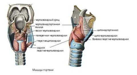 Гортань полукольца