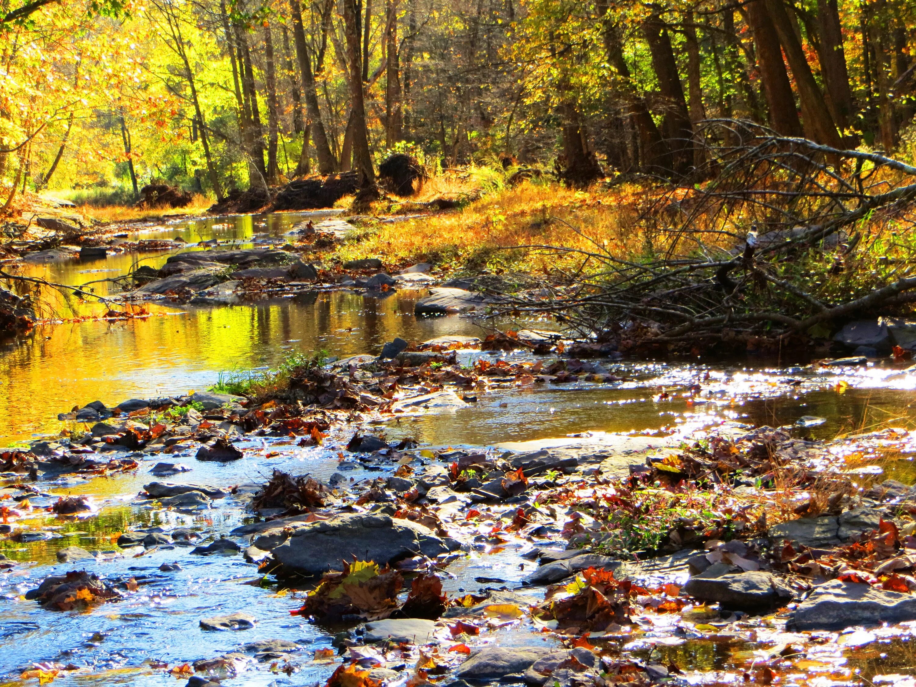 Журчат ручьи. Осенний ручей. Осенний пейзаж с ручейком. Ручей в осеннем лесу.