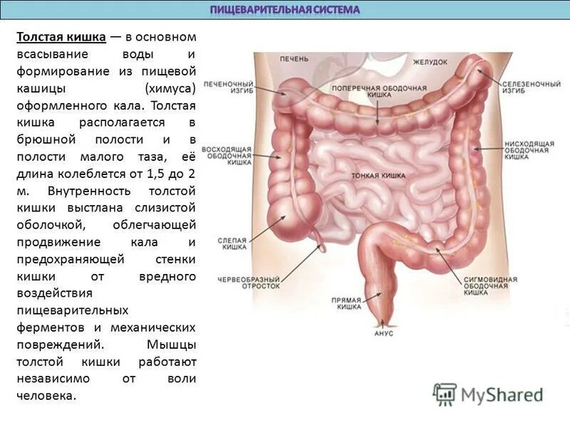 Название толстого кишечника. Пищеварительная система ободочная кишка. Пищеварительная система толстый кишечник. Пищеварительная система слепая кишка. Строение толстой кишки.