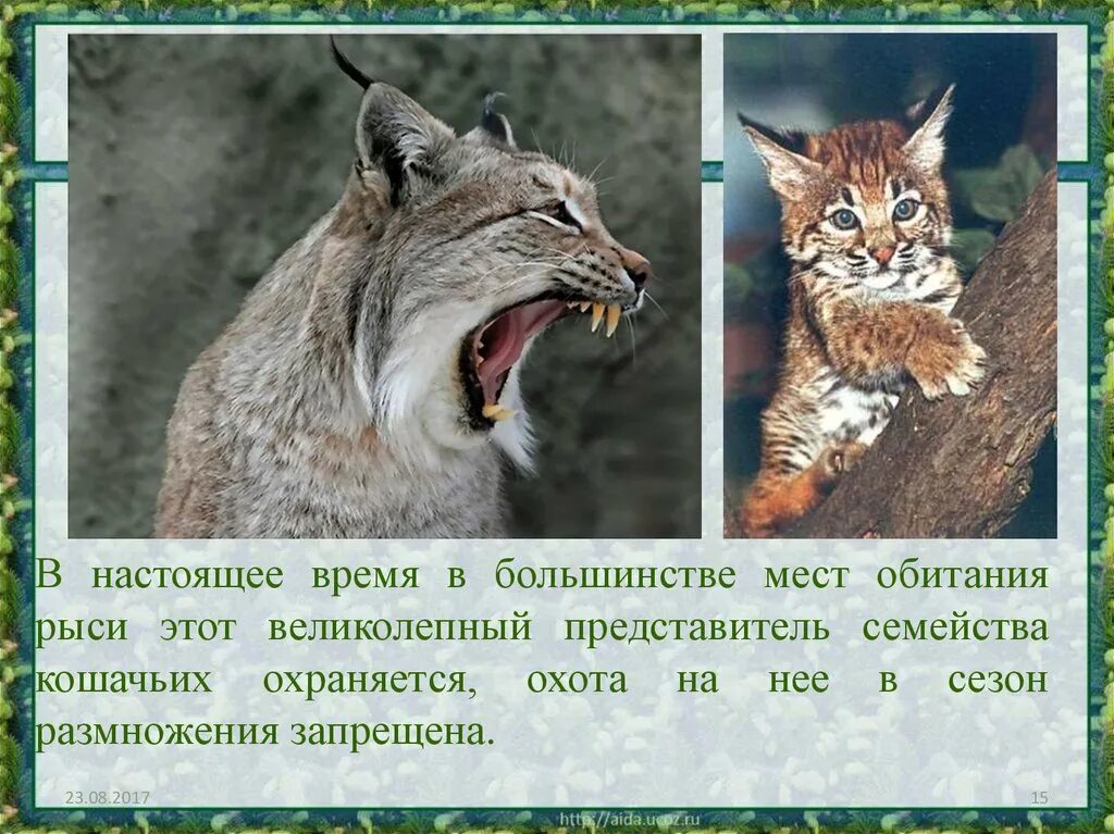 Рысь описание. Доклад про Рысь. Краткое сообщение о рыси. Место обитания рыси.