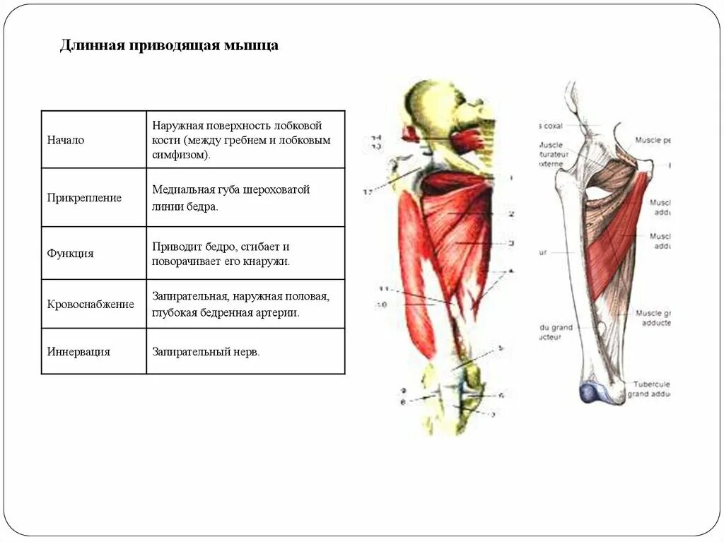 Функции приводящих мышц. Медиальная группа мышц бедра функции. Медиальная группа мышц бедра анатомия таблица. Приводящие мышцы бедра анатомия. Задняя группа мышц бедра таблица.