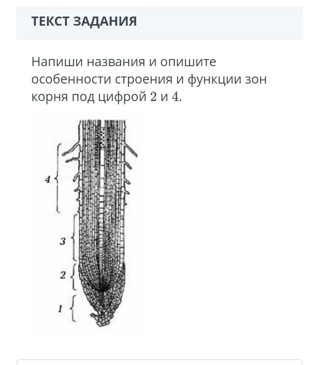 Корень растений строение корня функции. Корневой чехлик строение и функции. Строение корневого чехлика. Корневой чехлик строение. Функции зон корня биология 6 класс.