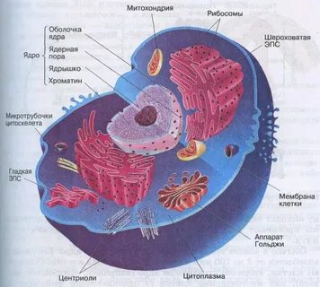 Структуры в клетках эукариот