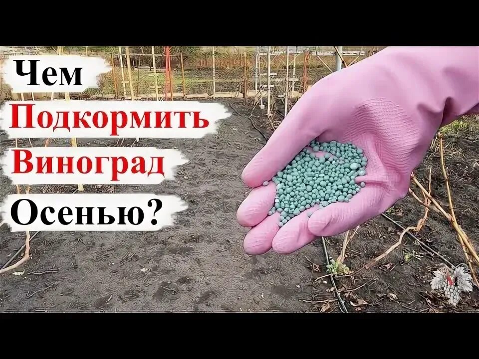 Капельное орошение виноградников. Осенняя подкормка винограда. Виноград подкормить весной. Осенняя подкормка винограда осенью. Осенняя подкормка винограда.