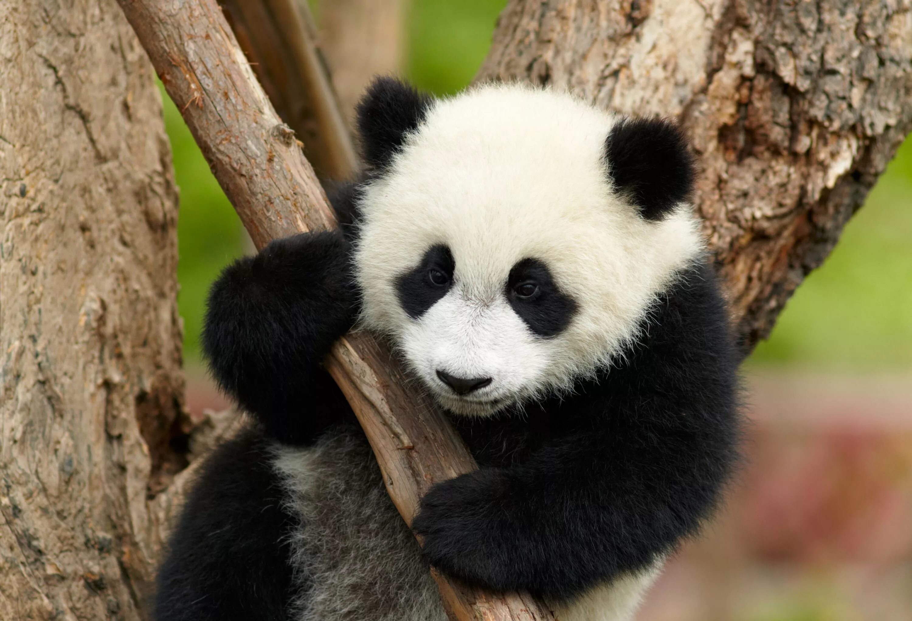 Большая Панда. Панда бамбуковый медведь. Большая Панда или бамбуковый медведь. Китай бамбуковый медведь Панда. Большая панда медведь