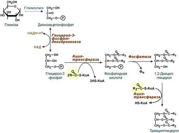 Синтез жиров в кишечнике. Синтез таг из Глюкозы. Биосинтез фосфатидной кислоты из Глюкозы. Синтез таг из Глюкозы схема биохимия. Схема синтеза Глюкозы из глицерола.