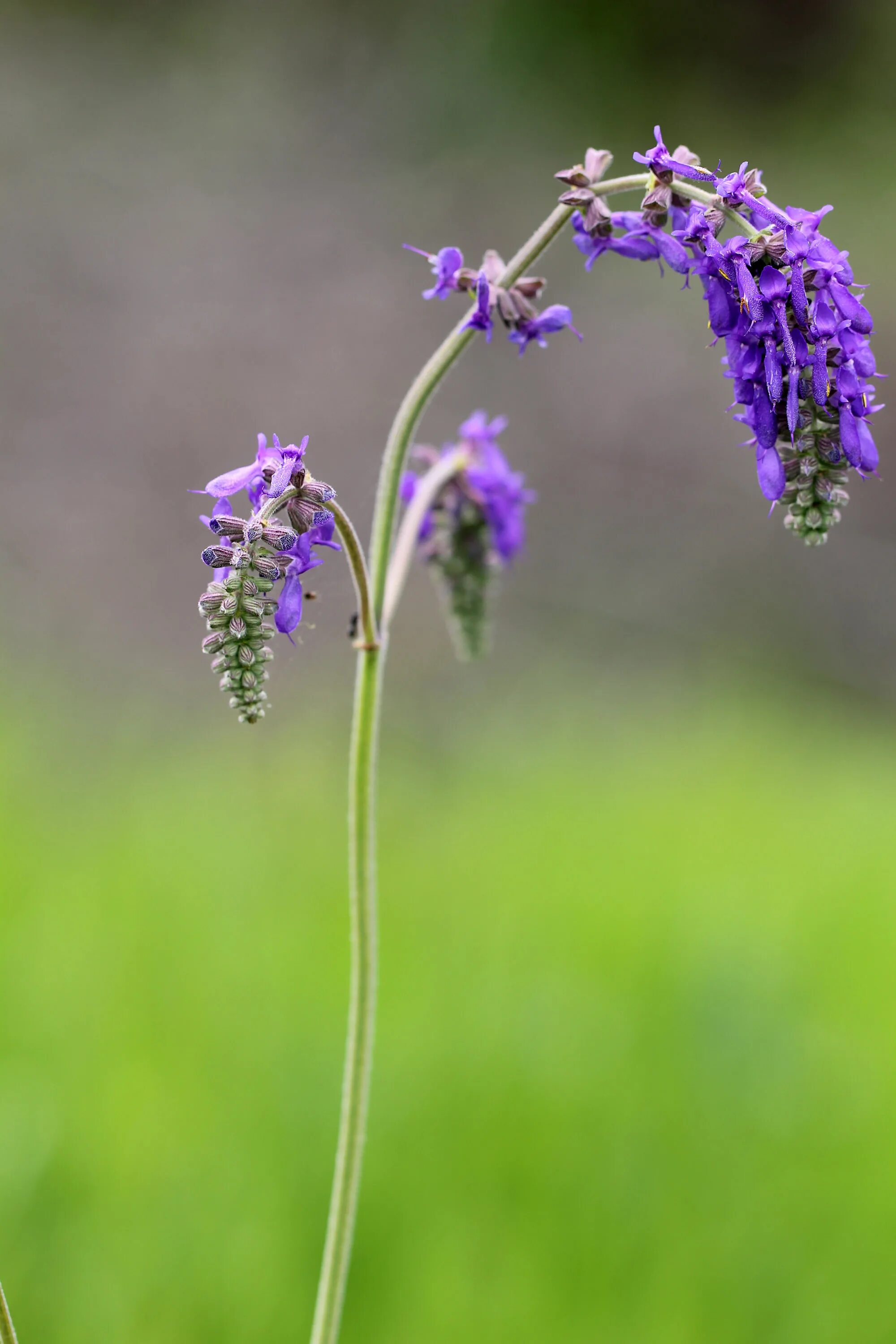 Шалфей поникающий Salvia Nutans. Salvia Nutans семена. Поникший цветок. Поникающий стебель.