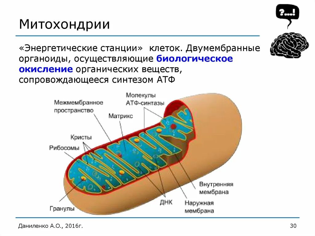 Митохондрии у прокариот. Митохондрия двумембранный органоид. Митохондрии энергетические станции. Межмембранное пространство митохондрий.