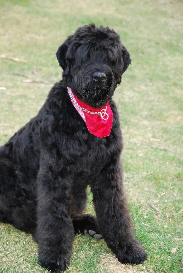 черный терьер (русский черный терьер). московский черный терьер. московский черный терьер. девушка чёрный терьер. сибирский черный терьер.