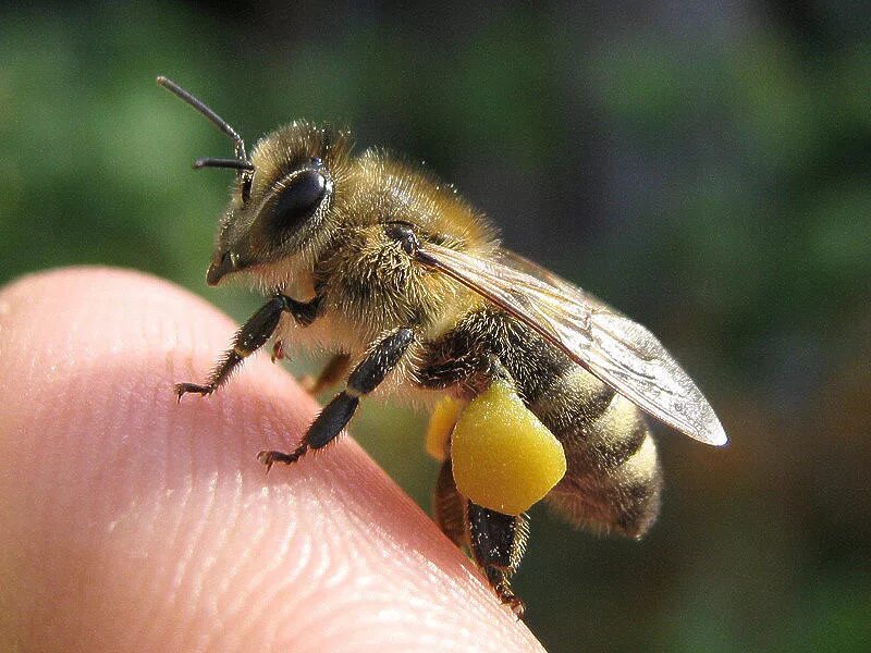 Пчелиная пыльца (Bee pollen). Пчела с пыльцой на лапках. Пчела с пыльцой. Пчелиная пыльца на пчеле.