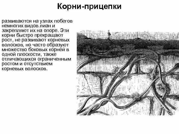 Корни прицепки функции. Корни присоски и корни прицепки. корни прицепки строение и функции. строение корней прицепок. корни прицепки анатомия.