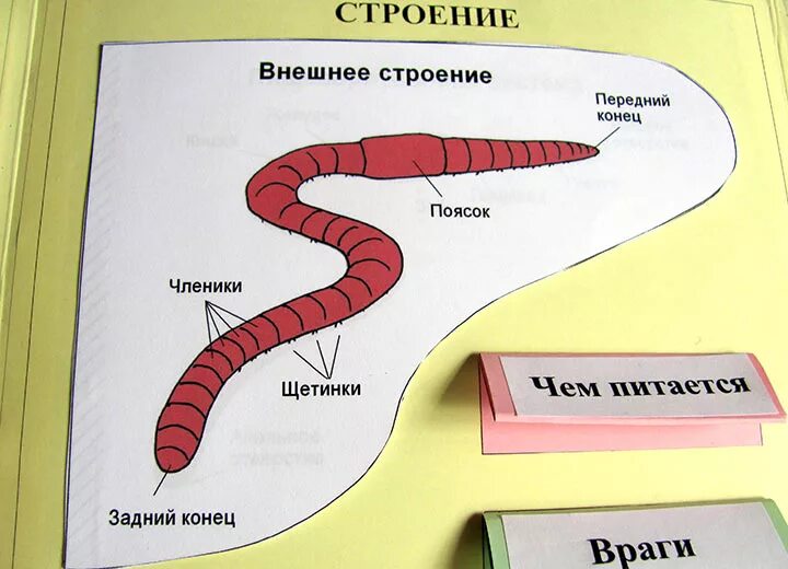 Передний и задний конец червя. Строение дождевого червя. Внешнее строение дождевого червя. Части тела дождевого червя. Строение червяка дождевого для детей.