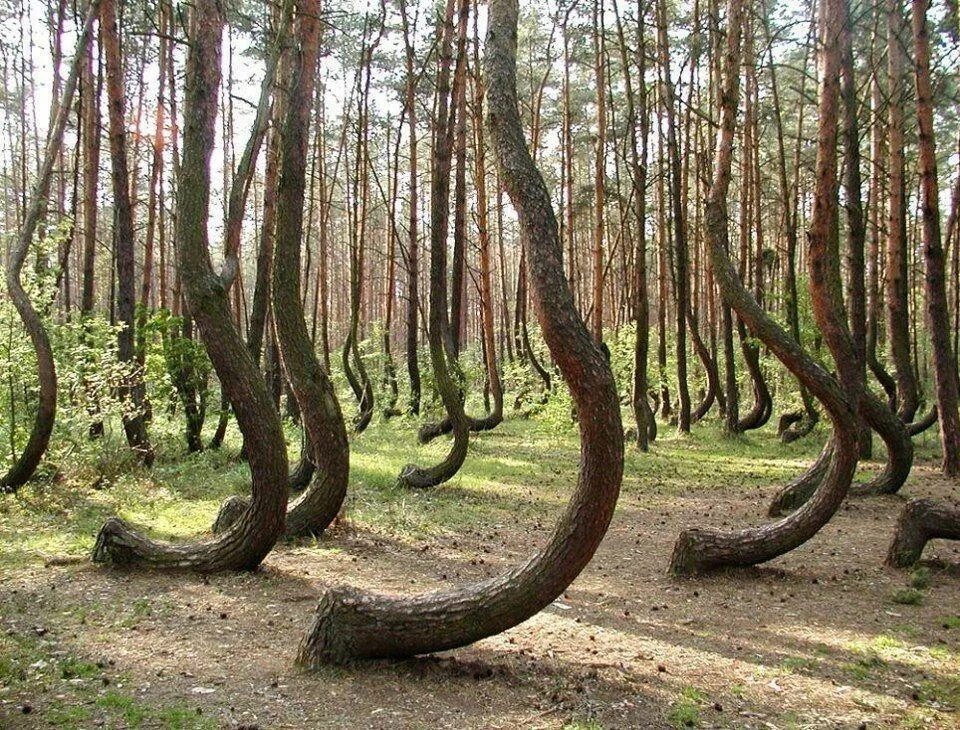Деревья на которых можно сидеть. Куршская коса Танцующий лес. Куршская коса Калининград Танцующий лес. Кривой лес Грыфино Польша. Кривой лес (Crooked Forest) Польша.