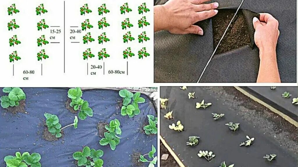 Схема посадки ремонтантной клубники. Посадка клубники схема посадки. Схема посадки клубники на агроволокно. Ковровая схема посадки клубники.