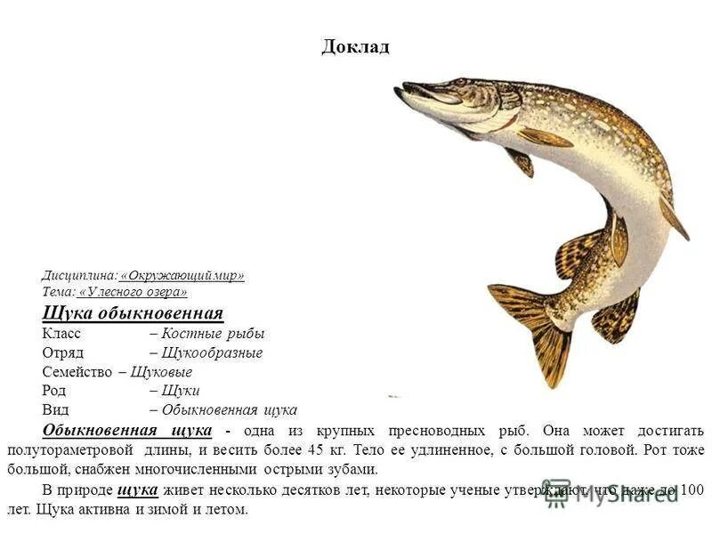 Доклад про щуку. Щука обыкновенная. Щука описание рыбы. Информация о щуке.