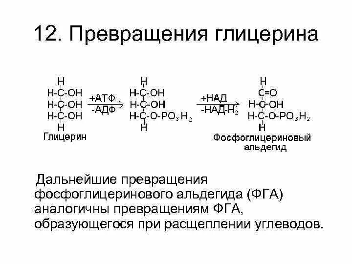 Расщепление липидов до глицерина происходит. Превращение глицерина. расщепление глицерина. превращение глицерина в глюкозу. окисление 3 фосфоглицеринового альдегида.
