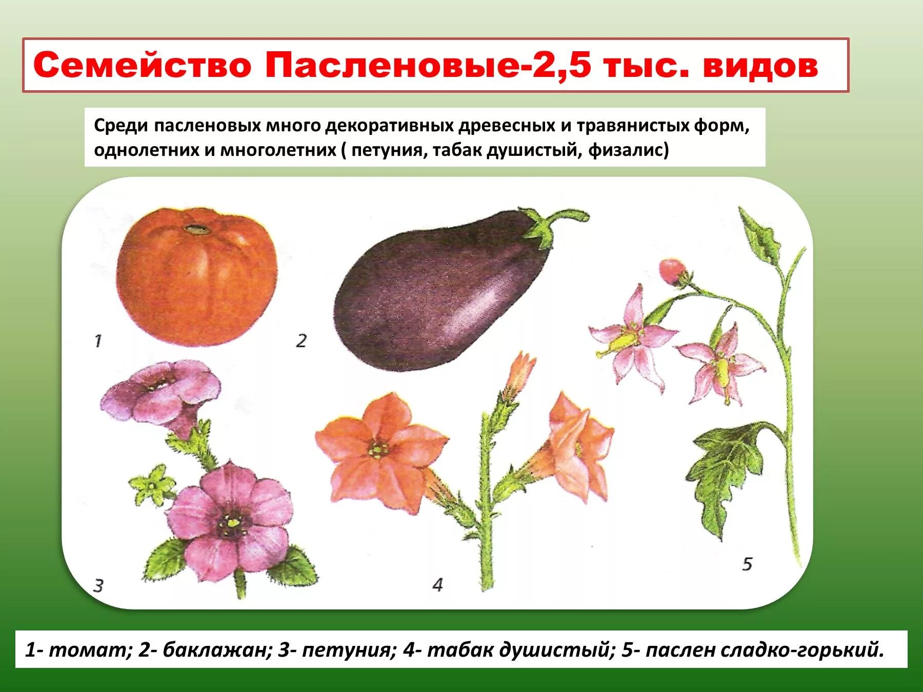 Овощи семейства пасленовых. Двудольные семейство Паслёновые. Двудольные растения семейство Пасленовые. Класс двудольные Пасленовые. Биология 6 класс двудольные семейство пасленовых.