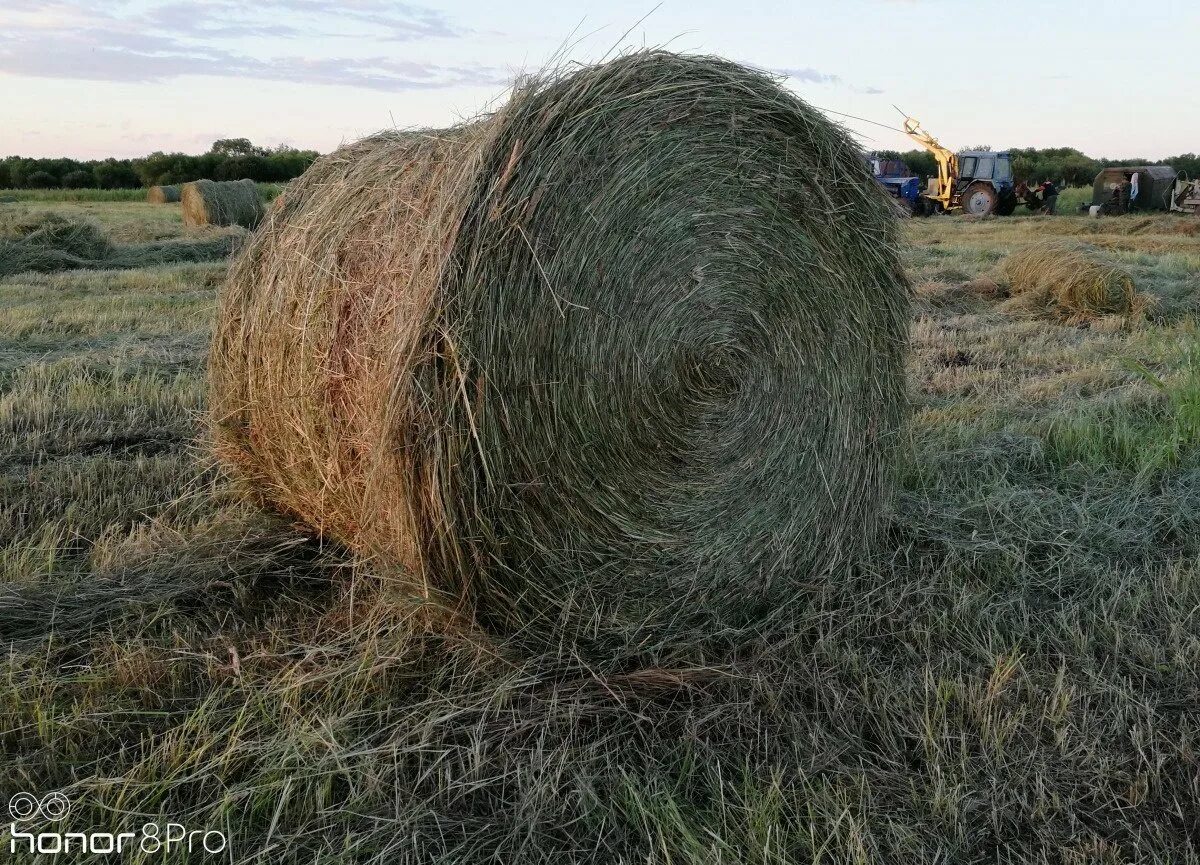 Тюк сена весит. Тюк сена вес 500кг. Рулон сена 500 кг. Размеры сено в тюках. Тюк сена Размеры.