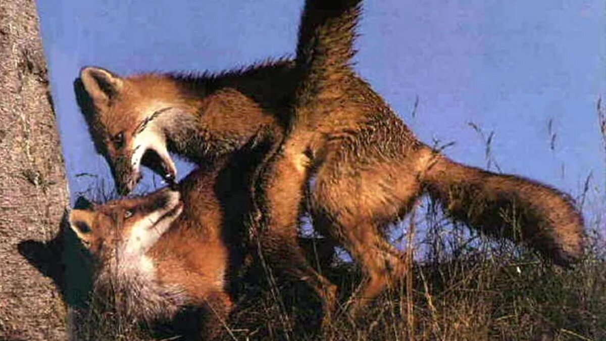 Fox Mate. Пара Лисов самец и самка. Mating. Fox mating at. More foxes