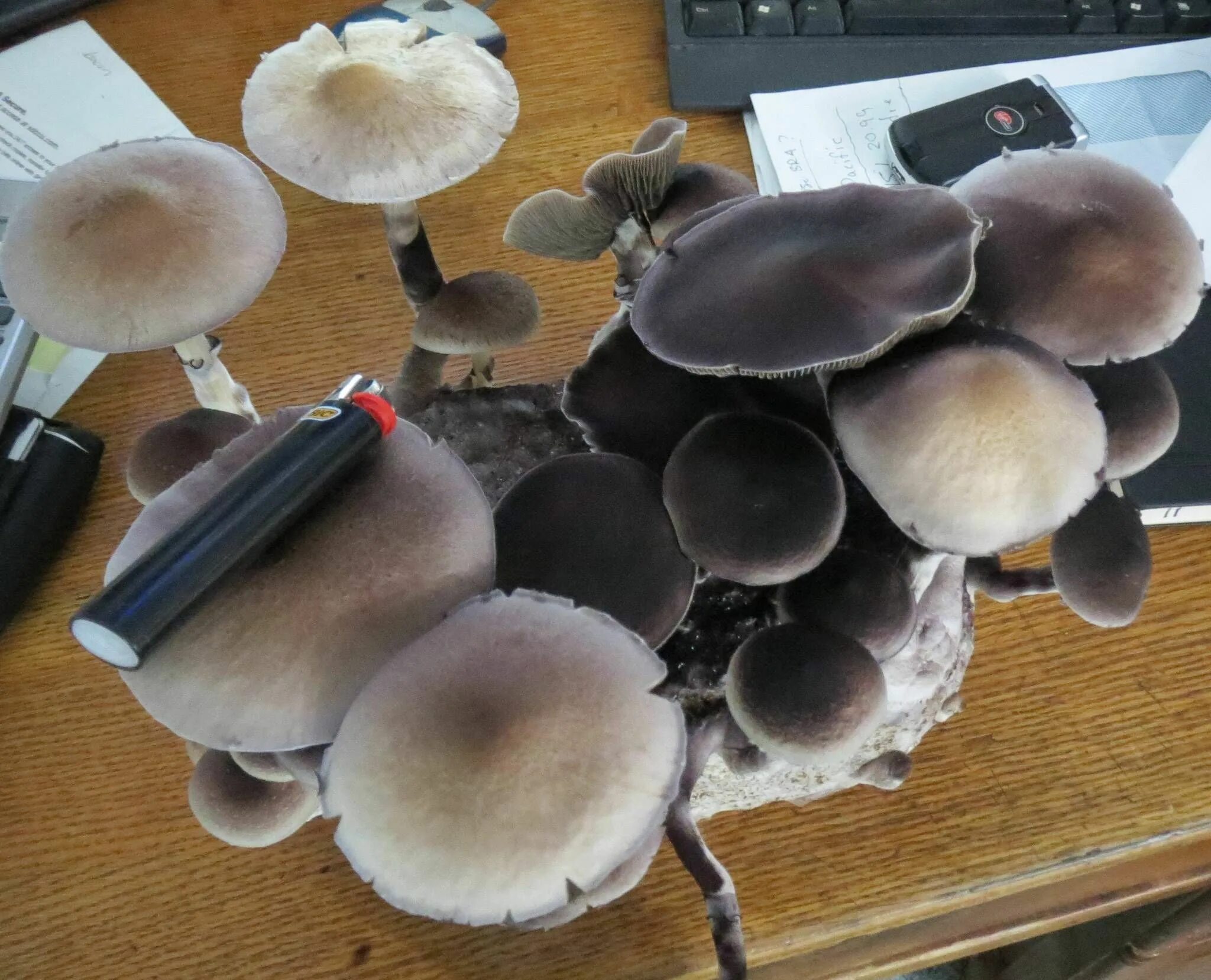 Псилоцибе кубенсис. Mushroom b. Голландские грибы magic mushroom. Кубенсис грибы. Psilocybe cubensis в природе.
