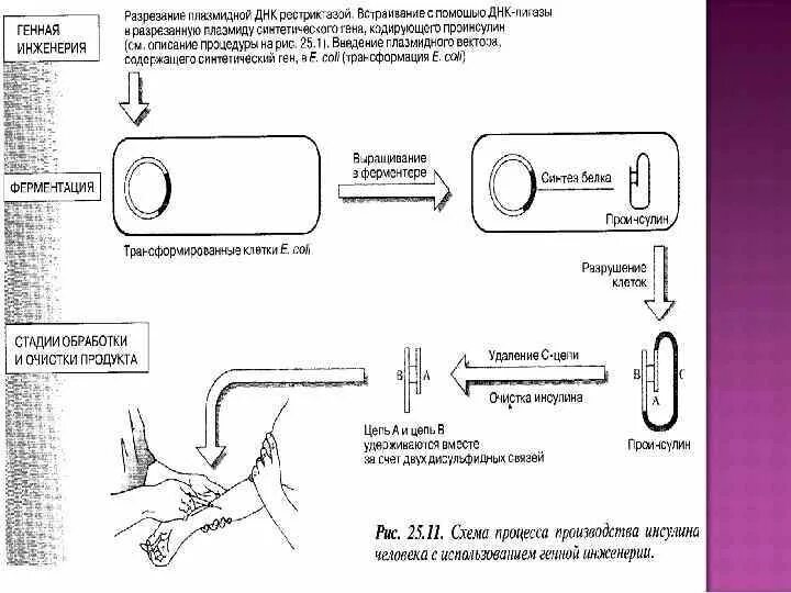 Этапы биотехнологии получения инсулина. Схема получения рекомбинантного инсулина. Схема получения инсулина методами генной инженерии. Схема синтеза инсулина генная инженерия. Генно-инженерный способ получения инсулина.