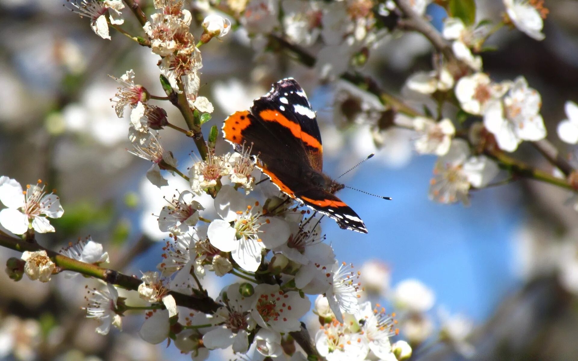 Природа весной. Насекомые весной. Природа оживает весной. Увидеть бабочку весной