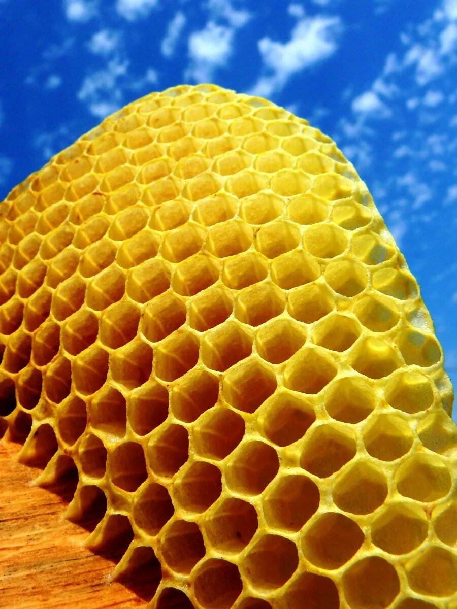 медовые соты. пчела на сотах. пустые соты. сот что это. сот что это.