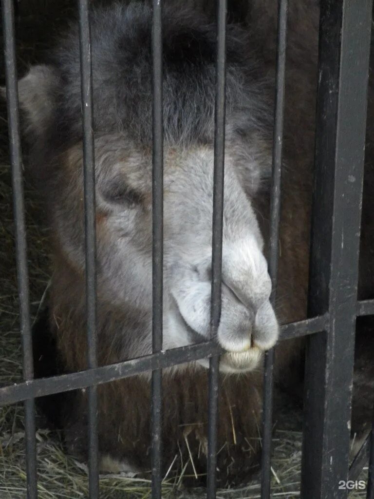 Самарский зоопарк ново садовая ул 146. Самарский Зоологический парк. Самарский зоопарк Самара. Ново Садовая 146 Самара зоопарк. Самарский зоопарк 2021.