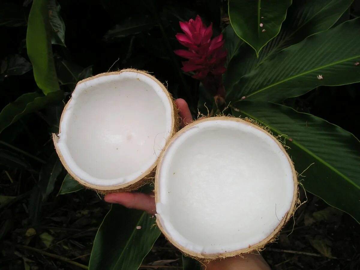 Поилка с укрытием кокос exo terra coconut hide & water dish 14х24х13 см. Кокос это фрукт. Кокос орех. Кокосовый орех. Поилка с укрытием кокос exo terra coconut hide & water dish, 14х24х13см.